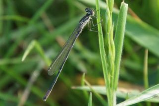 Lestes virens - Kleine Binsenjungfer